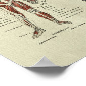 ヴィンテージフランスの筋解剖学プリント ポスター (角)