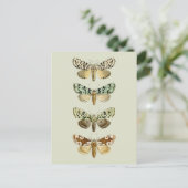 ヴィンテージフランスの蛾 ポストカード (スタンド正面)