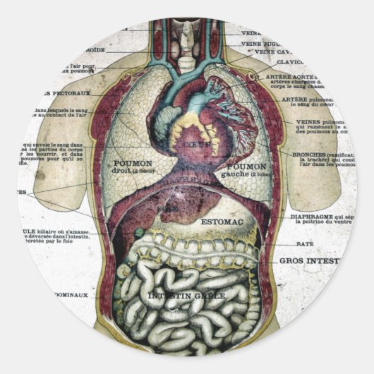 ヴィンテージフランスの解剖学シール ラウンドシール (正面)