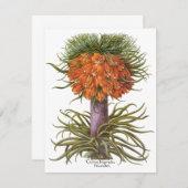 ヴィンテージフリティラリア花バイバシリウスベスラー (正面/裏面)