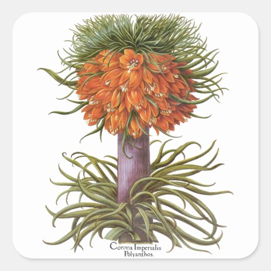 ヴィンテージフリティラリア花バイバシリウスベスラー スクエアシール (正面)