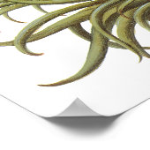 ヴィンテージフリティラリア花バイバシリウスベスラー ポスター (角)