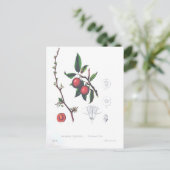 ヴィンテージフルーツさくらんぼ植物学プリント ポストカード (スタンド正面)