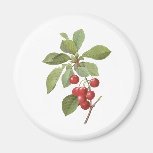 ヴィンテージフルーツさくらんぼ食品、さくらんぼバイルドゥート マグネット (正面)