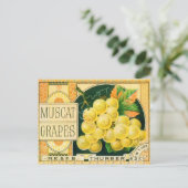 ヴィンテージフルーツクレートラベルアート、マスカットブドウ ポストカード (スタンド正面)