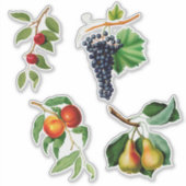 ヴィンテージフルーツバイガリシオ シール (正面)