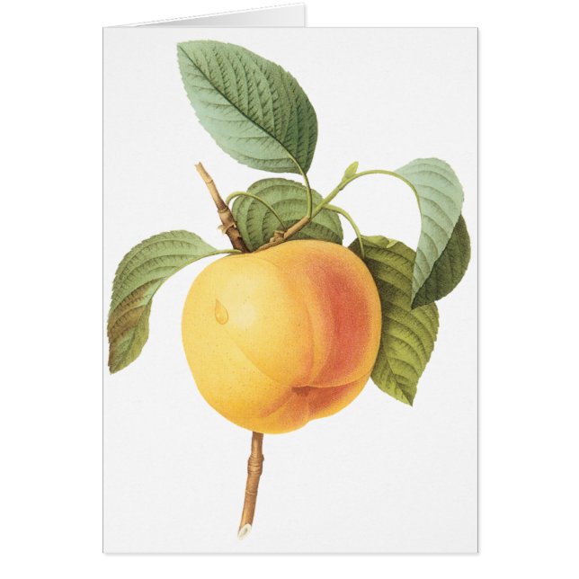 ヴィンテージフルーツフード、カルビルアップルバイルドゥート (正面)