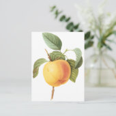 ヴィンテージフルーツフード、カルビルアップルバイルドゥート ポストカード (スタンド正面)