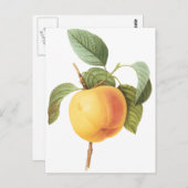 ヴィンテージフルーツフード、カルビルアップルバイルドゥート ポストカード (正面/裏面)