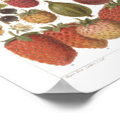 ヴィンテージフルーツベリーアンティーク美学 ポスター (角)