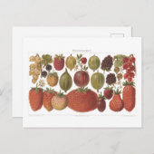 ヴィンテージフルーツベリーアンティーク美学 ポストカード (正面/裏面)