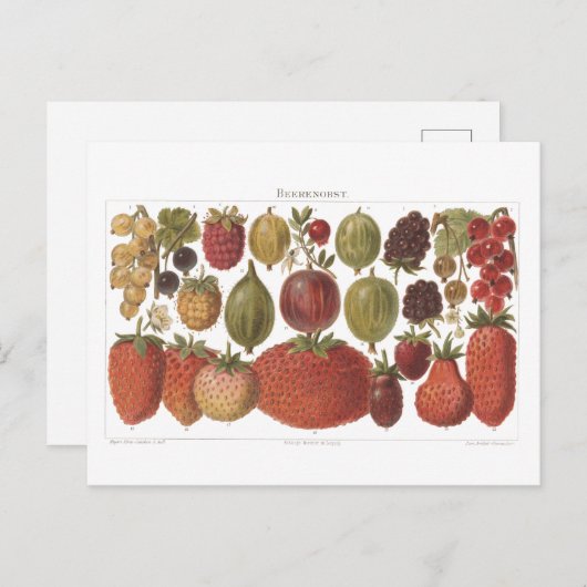 ヴィンテージフルーツベリーアンティーク美学 ポストカード (正面/裏面)