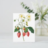 ヴィンテージフルーツベリー食べ物イチゴbyレドゥート ポストカード (スタンド正面)