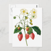 ヴィンテージフルーツベリー食べ物イチゴbyレドゥート ポストカード (正面/裏面)