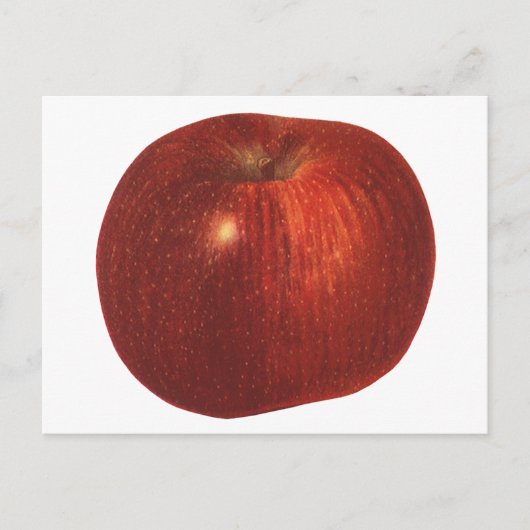 ヴィンテージフルーツレッドオーガニックおいしいリンゴ ポストカード (正面)