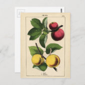 ヴィンテージフルーツ植物学プリント ポストカード (正面/裏面)