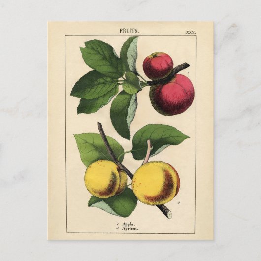 ヴィンテージフルーツ植物学プリント ポストカード (正面)