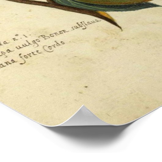 ヴィンテージフルーツ植物性ポスター梨イラストレーション ポスター (角)