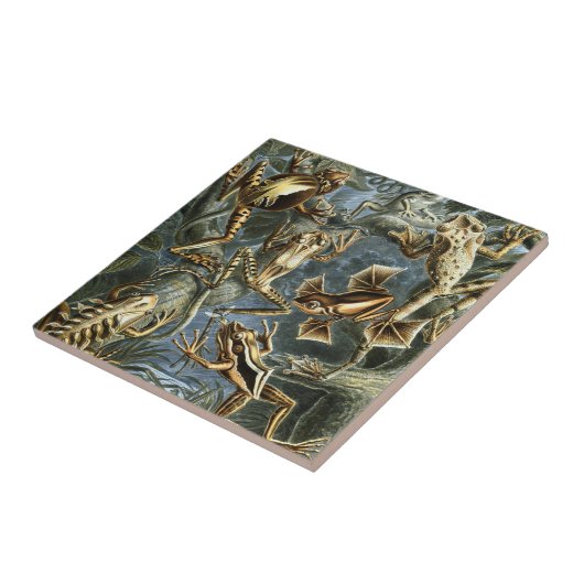 ヴィンテージフロッグとトアズ・バトラキアby Ernst Haeckel タイル (側面)