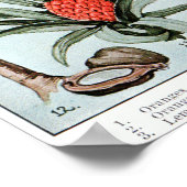 ヴィンテージフロリダエバーグレード州フルーツと花 ポスター (角)