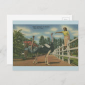 ヴィンテージフロリダオストリッチレアバードファームハガキ ポストカード (正面/裏面)