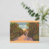 ヴィンテージフロリダオレンジグローブポストカード ポストカード (スタンド正面)