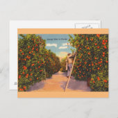 ヴィンテージフロリダオレンジグローブポストカード ポストカード (正面/裏面)