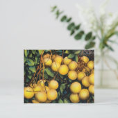 ヴィンテージフロリダグレープフルーツ旅行はがき ポストカード (スタンド正面)