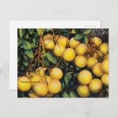 ヴィンテージフロリダグレープフルーツ旅行はがき ポストカード (正面/裏面)