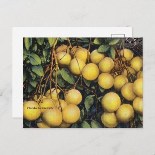 ヴィンテージフロリダグレープフルーツ旅行はがき ポストカード (正面/裏面)