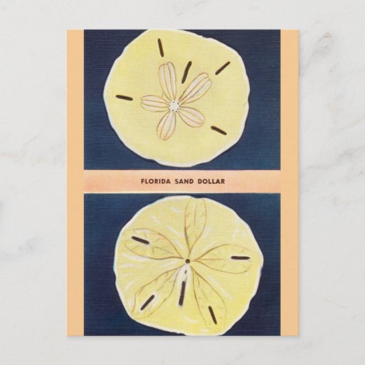 ヴィンテージフロリダサンドドルトラベルハガキ ポストカード (正面)