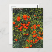 ヴィンテージフロリダタンジェリントラベルハガキ ポストカード (正面/裏面)