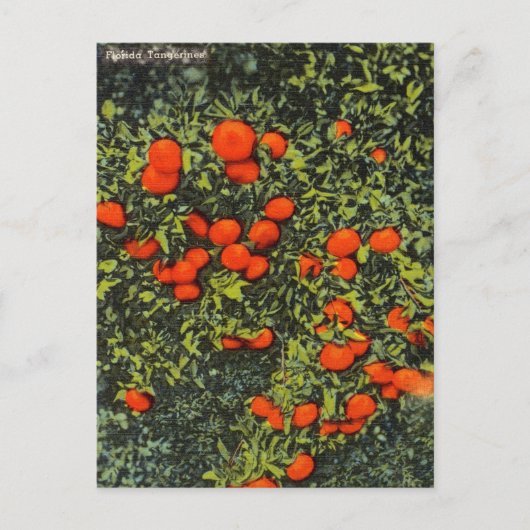 ヴィンテージフロリダタンジェリントラベルハガキ ポストカード (正面)