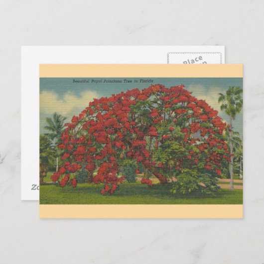 ヴィンテージフロリ王室のダポインシアナ ポストカード (正面/裏面)