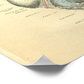 ヴィンテージフロースのヒトハート構造 ポスター (角)