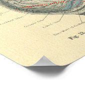 ヴィンテージフロース解剖学的な脳とスカル ポスター (角)