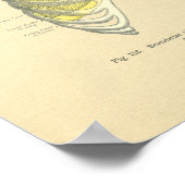 ヴィンテージフロース解剖学的イメージ肺胸郭 ポスター (角)