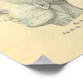 ヴィンテージフロース解剖学的感覚脳神経 ポスター (角)