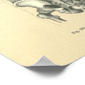 ヴィンテージフロース解剖学的画像トルソ背骨 ポスター (角)