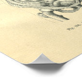 ヴィンテージフロース解剖学的画像トルソ ポスター (角)