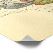 ヴィンテージフロース解剖学的脳感覚領域 ポスター (角)