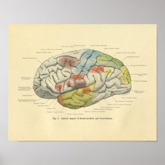 ヴィンテージフロース解剖学的脳感覚領域 ポスター (正面)
