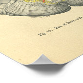 ヴィンテージフロース解剖学的脳神経 ポスター (角)