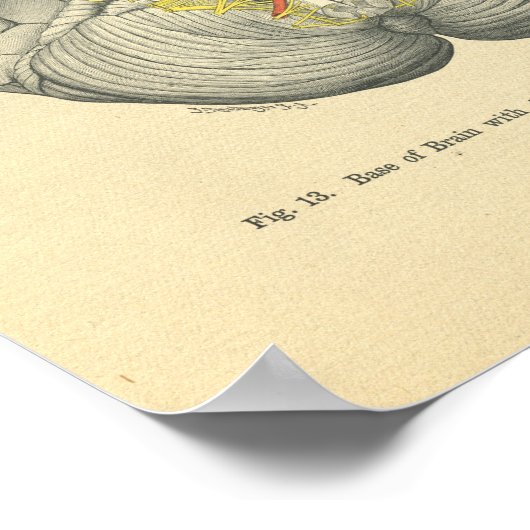 ヴィンテージフロース解剖学的脳神経 ポスター (角)