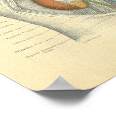 ヴィンテージフロース解剖学的腹部腎臓 ポスター (角)