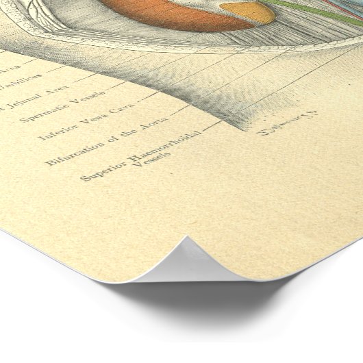 ヴィンテージフロース解剖学的腹部腎臓 ポスター (角)