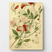 ヴィンテージフローラアートスイートピーラサイラスオドラタス フォトプラーク (正面)