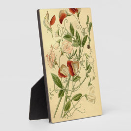 ヴィンテージフローラアートスイートピーラサイラスオドラタス フォトプラーク