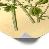 ヴィンテージフローラアートスイートピーラサイラスオドラタス ポスター (角)