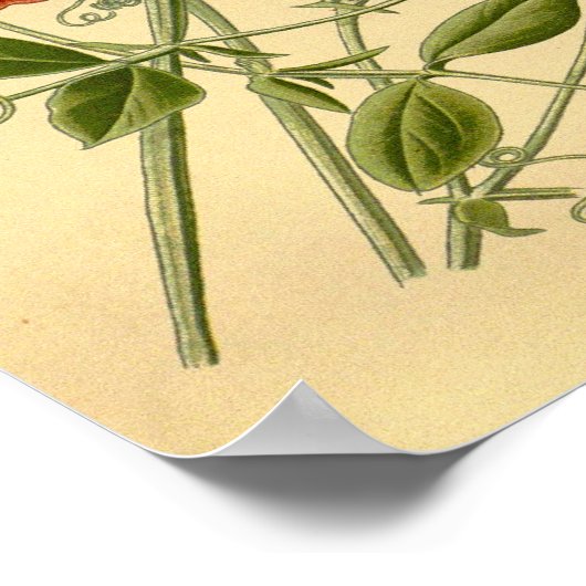 ヴィンテージフローラアートスイートピーラサイラスオドラタス ポスター (角)